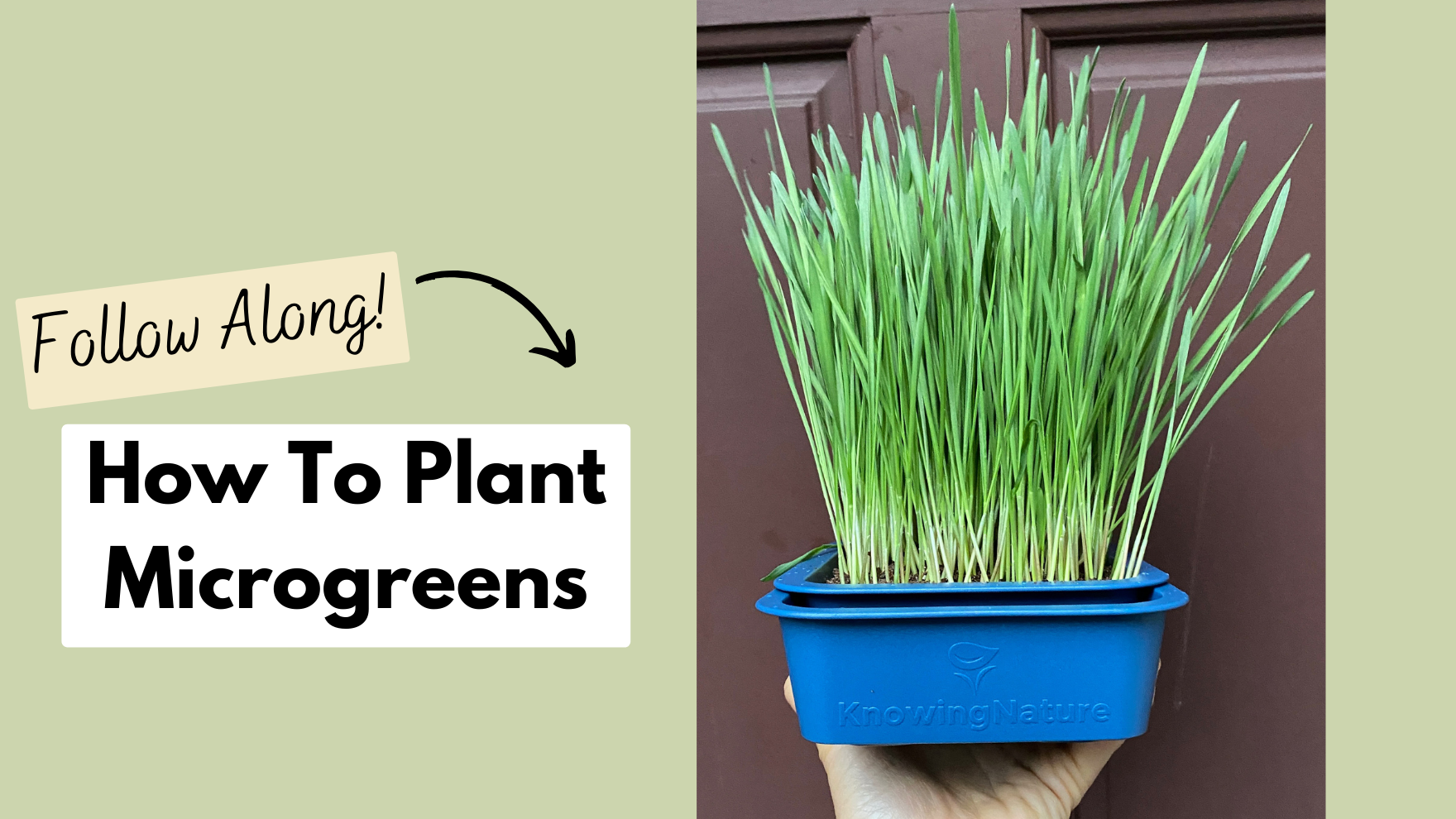 Load video: Planting Microgreens At Home
