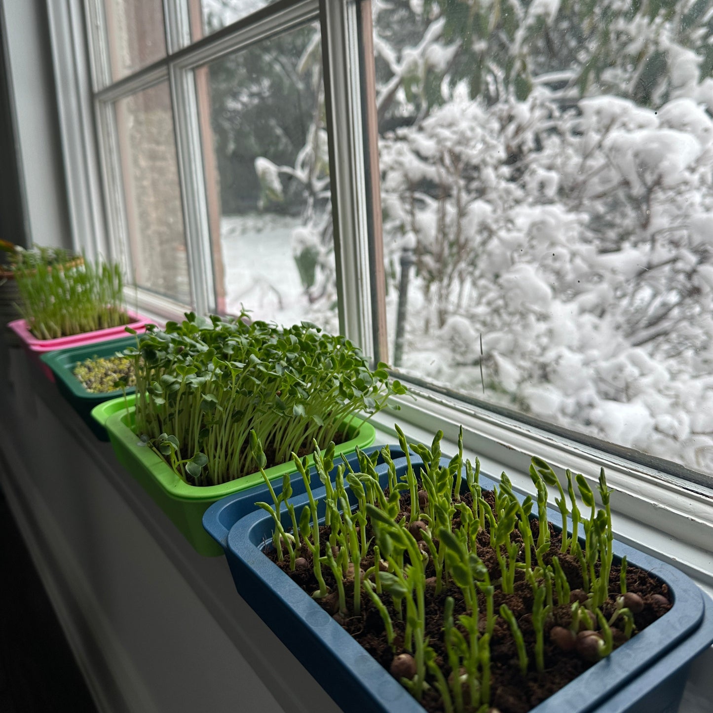 Reusable Microgreens Grow Kits